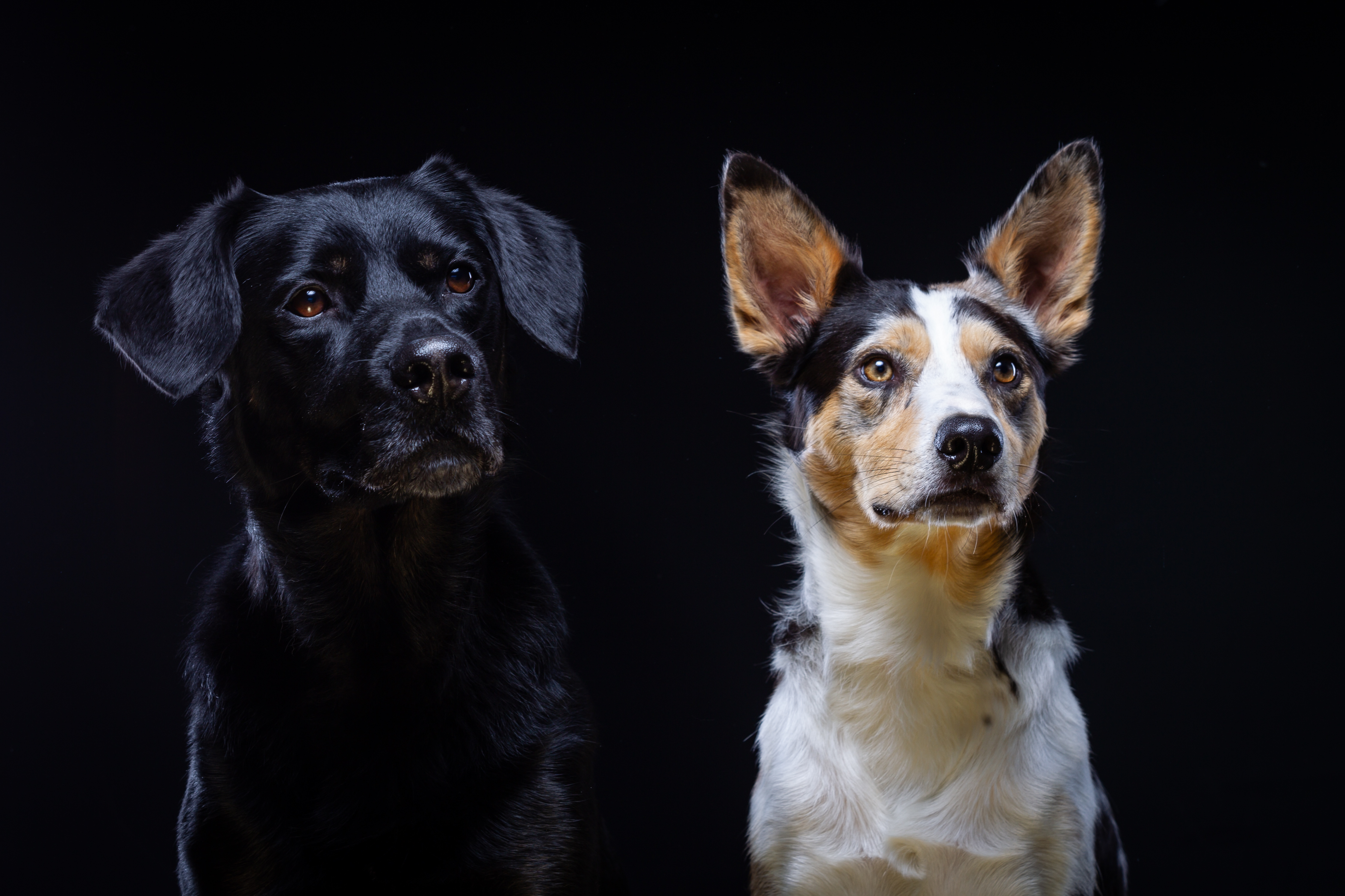 dogs portrait